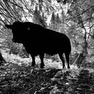 bambino_angus_gruenau