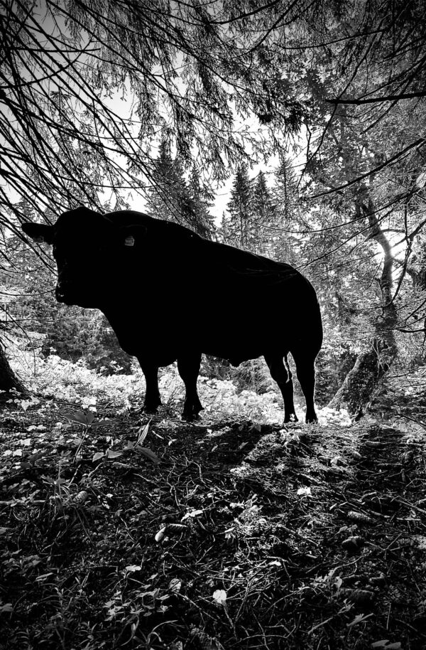 bambino_angus_gruenau